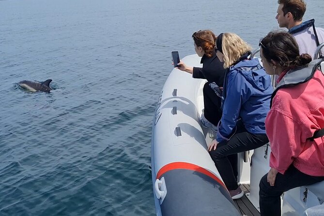 Meet the Lisbon Dolphins - Dolphin Watching in Lisbon - When Sea Conditions Let You Go Beyond the River