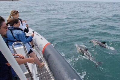 Meet the Lisbon Dolphins - Dolphin Watching in Lisbon - Tagus River Hunting: Where the Morning Starts