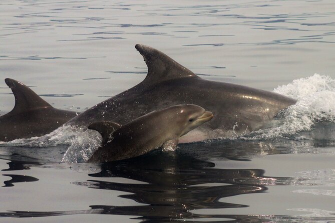 Meet the Lisbon Dolphins - Dolphin Watching in Lisbon - The Crew’s Dolphin Strategy: Consistent Steering and Fewer Boats
