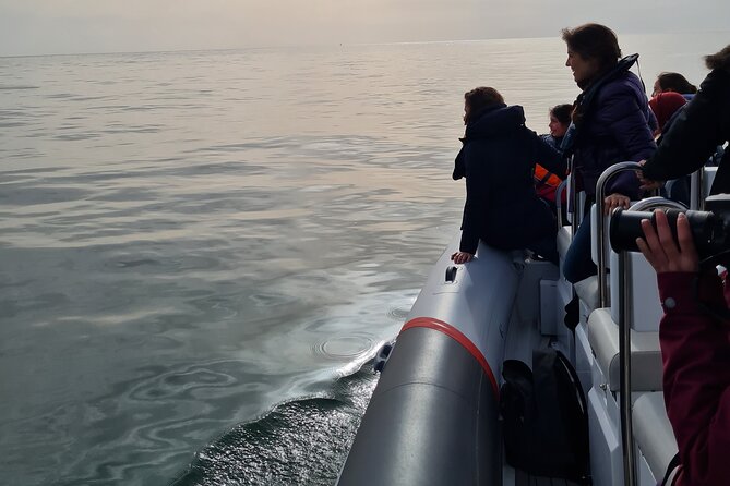 Meet the Lisbon Dolphins - Dolphin Watching in Lisbon - Learning on Board: How You Identify What You Saw