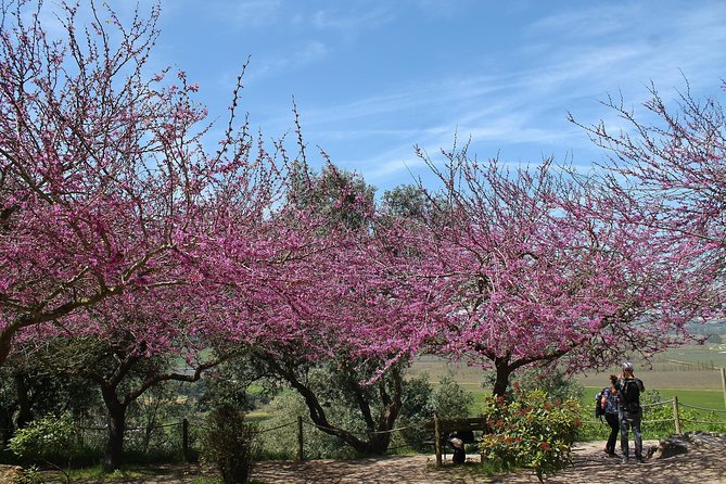 Óbidos historic village and Mafra Palace Private Tour - What to bring and what to expect at each site