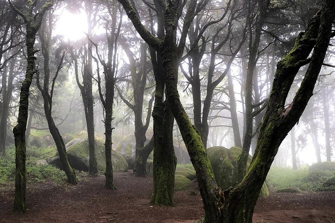 Private Evening Walk Inside the Forest: "Sintra Mountains Inbetween Wolves" - Stop in the Sintra Mountains: a 5 km night circuit with real effort