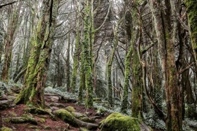 Private Evening Walk Inside the Forest: "Sintra Mountains Inbetween Wolves" - From Sintra station to the mountains: timing that matters