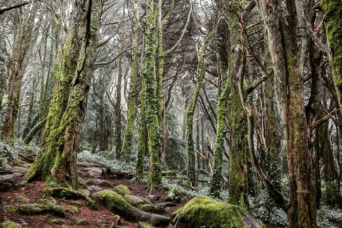 Private Evening Walk Inside the Forest: "Sintra Mountains Inbetween Wolves" - From Sintra station to the mountains: timing that matters