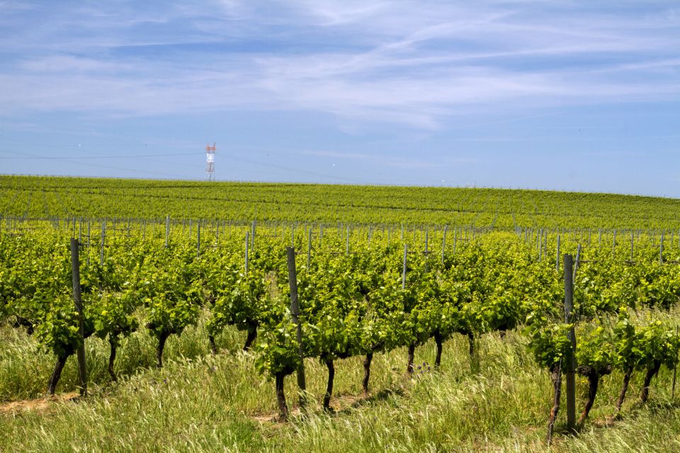 Private Évora World Heritage Tour from Lisbon - Price and value for a group of up to 3