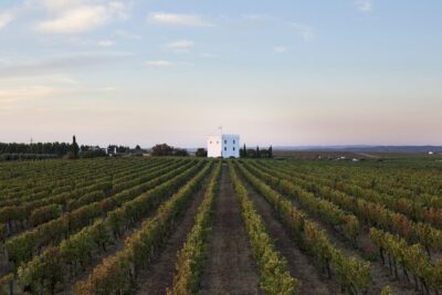 Private Full-Day Alentejo Wine Tour - Wine Bar Esporão lunch: where you regain energy