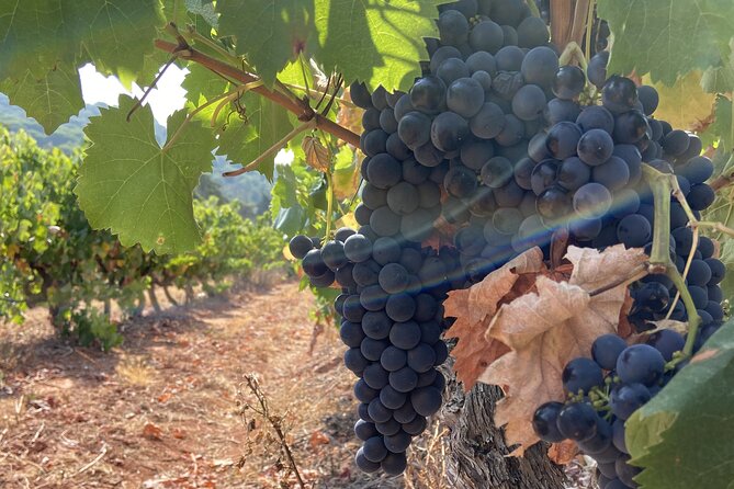 Private Full-Day Wine Tour from Lisbon with Tastings - Arrábida Natural Park: a short nature break with big payoff