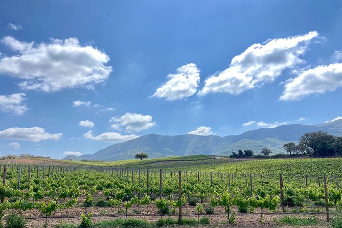 Private Full-Day Wine Tour from Lisbon with Tastings - José Maria de Fonseca: an 1834 legacy, six generations later