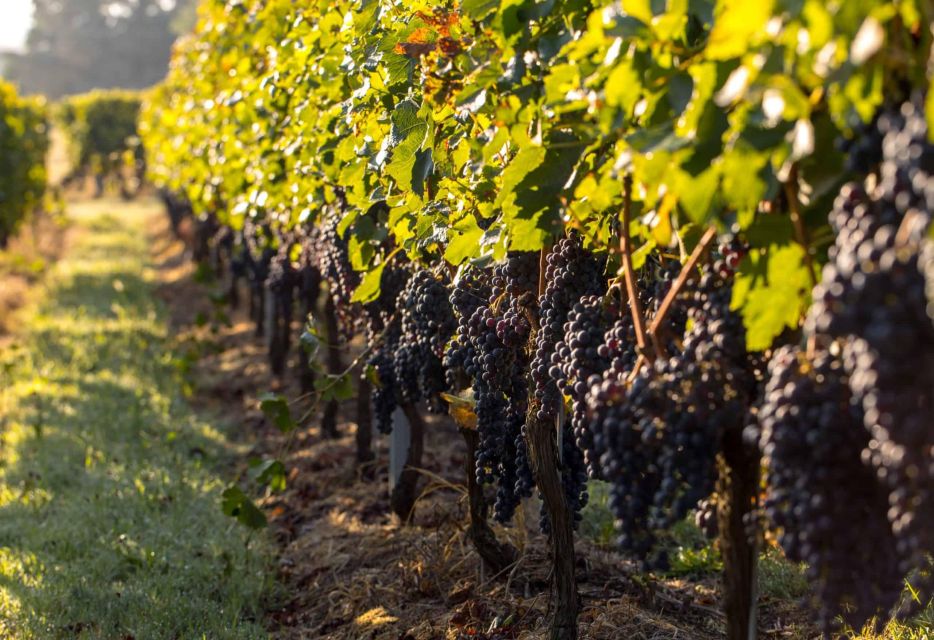 Private Lisbon Arrábida Wine Tour: Culture, Scenery & Wines - Two wineries with real stories: Bacalhôa/Catralvos and Fonseca/Piloto