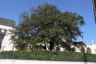 Private Tour From Lisbon: Fátima Sanctuary and Batalha Monastery - Stop 1: Fátima Sanctuary and the Chapel of the Apparitions