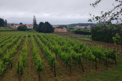 Private Tour from Lisbon to Sintra, Cabo da Roca, Cascais and Estoril - Cabo da Roca: 30 Minutes at Europe’s Western Edge