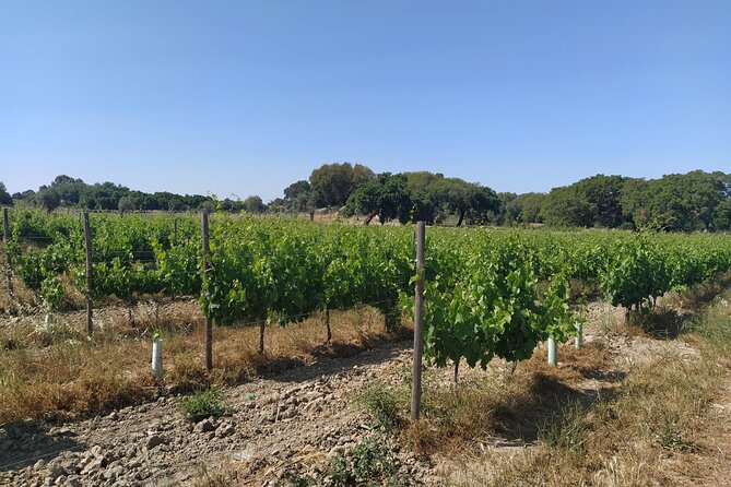 Private Tour to Évora with Wine tasting - Temple of Diana (Templo Romano de Évora): Roman columns with almost no effort