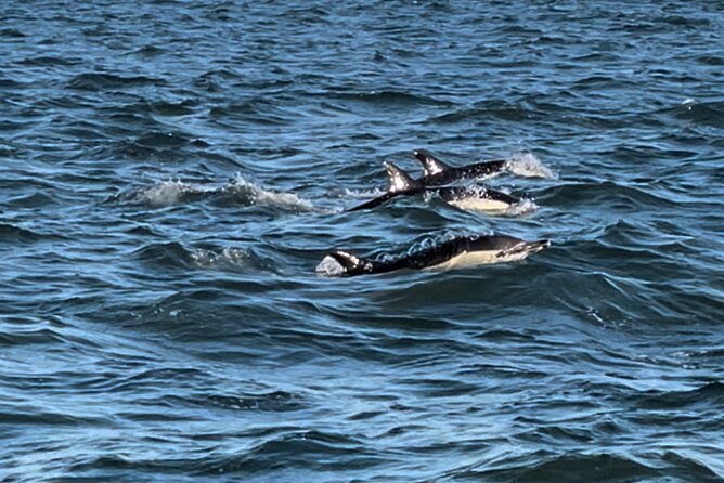 Sailboat Excursion along the Magnificent Tagus River - Price and Value: Is $46.73 for 2 Hours Worth It?