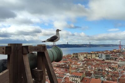 Saint George Castle Guided Tour from Lisbon - What you actually do on the castle walls (and why it matters)