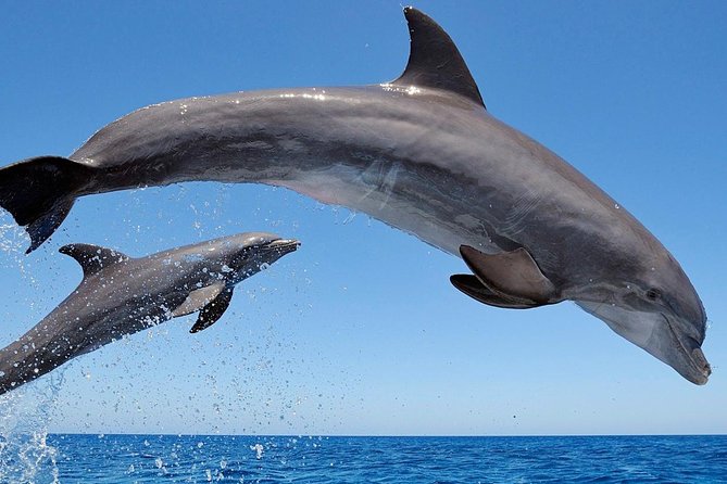 Setúbal Private Tour - Including Dolphin Watching - Price and comfort: is $221.08 per person good value?