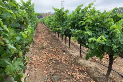 Setúbal Wine Tour with Visit and Tasting at 2 Wineries - Hotel pickup, 4-hour timing, and how the day stays smooth