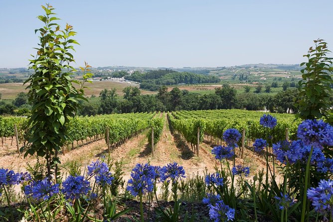 Setúbal Wine Tour with Visit and Tasting at 2 Wineries - How the tasting works and what to pay attention to