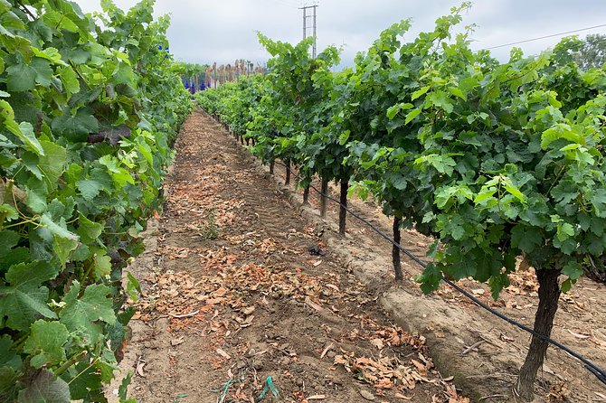 Setúbal Wine Tour with Visit and Tasting at 2 Wineries - Hotel pickup, 4-hour timing, and how the day stays smooth