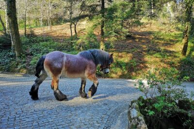 Sintra Tour with Pena Palace, Moorish Castle and Regaleira - Private - Getting there: pickup, comfort, and the day’s rhythm