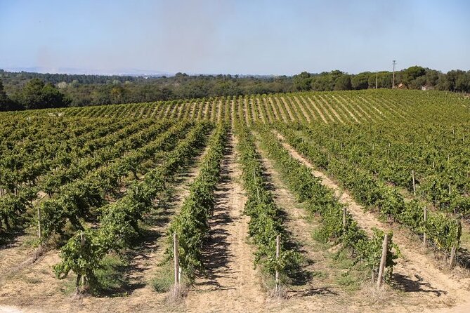 Small Group Full-Day Arrábida Wine Tour and Food Tasting - Azeitão lunch and azulejos tiles: flavors plus crafts