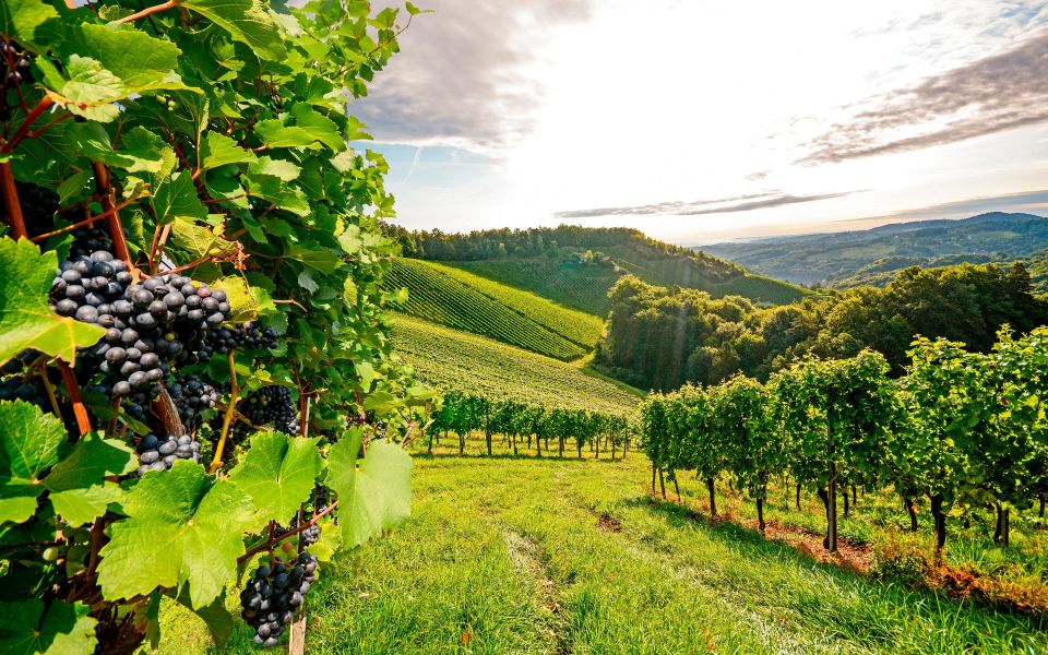Wine Tasting - Private Half-Day Tour - Inside the winery experience: museum first, tasting last